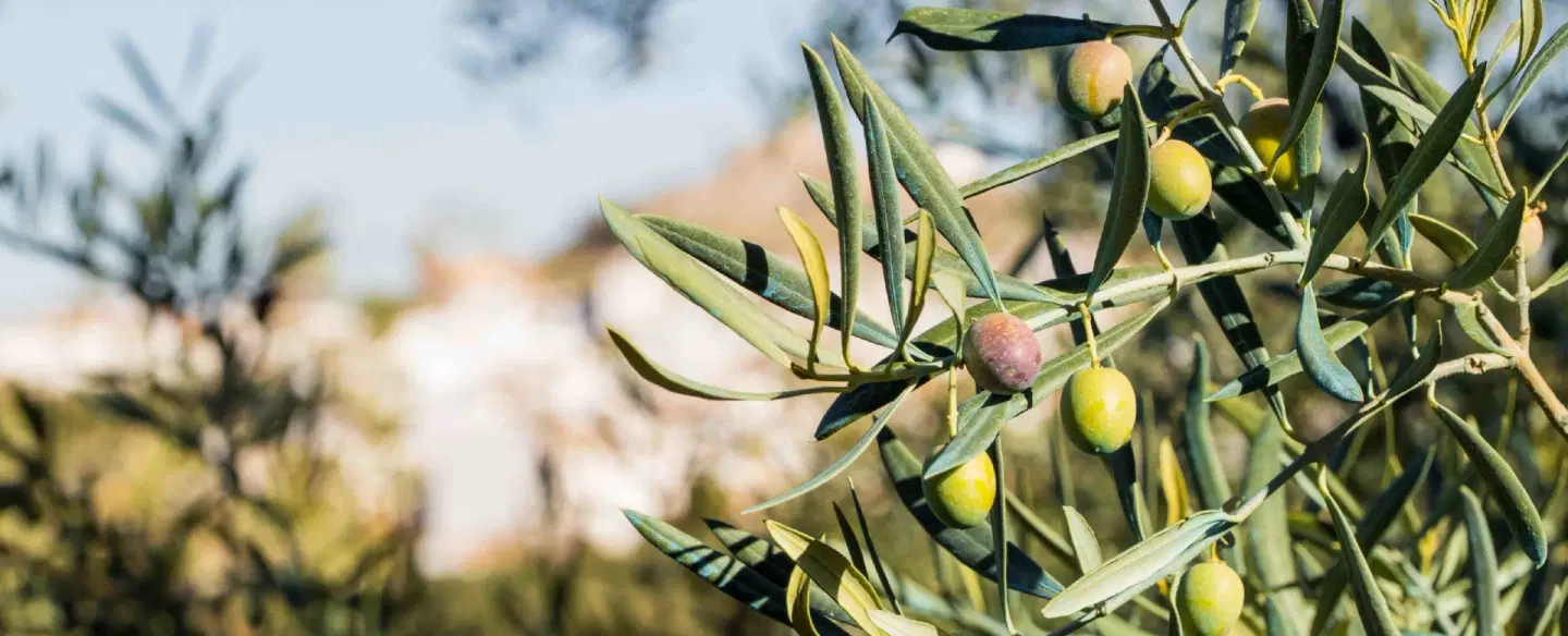 Olive Oil Tour at Zahara de la Sierra estate near Cadiz with tasting & authentic Andalusian spirit.