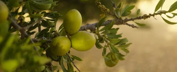 Day Trip from Essaouira: Walk argan groves, explore sugar mill ruins and make oil with Berber women.