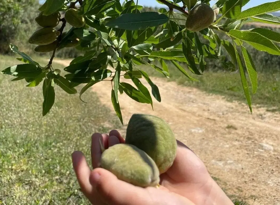 Hiking Tour in Sicily, discovering ancient ruins of Noto and savoring lunch at an almond farm.