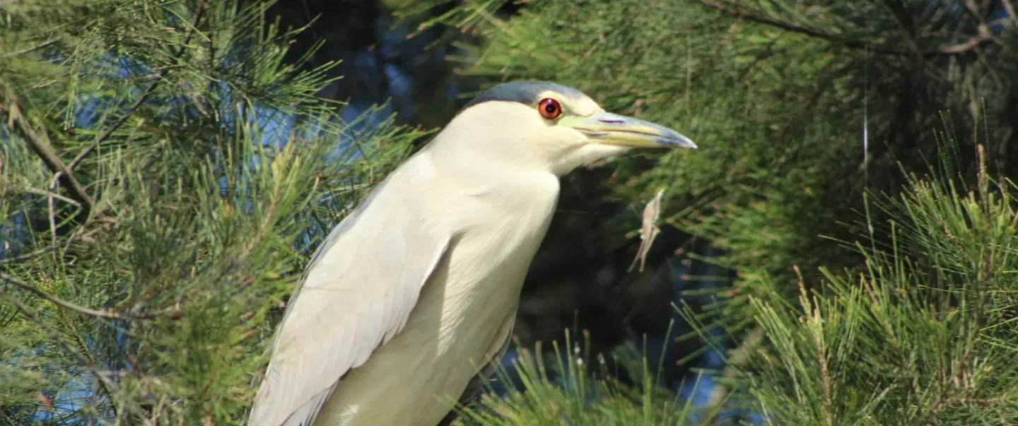 Sunrise Canoe Tour in Xochimilco, Mexico City: ancestral canals, birdsong & local ecological insight