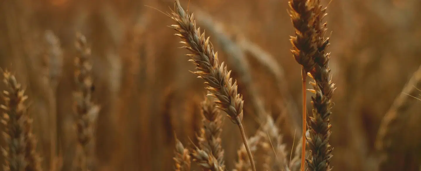 Ancient Rituals Workshop in Athens exploring Demeter’s myths and practices tied to the harvest.