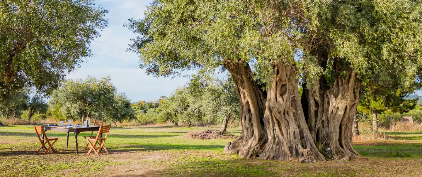 Olive Oil Tour in Alentejo at a small family farm with ancient trees, tasting session, local lunch.