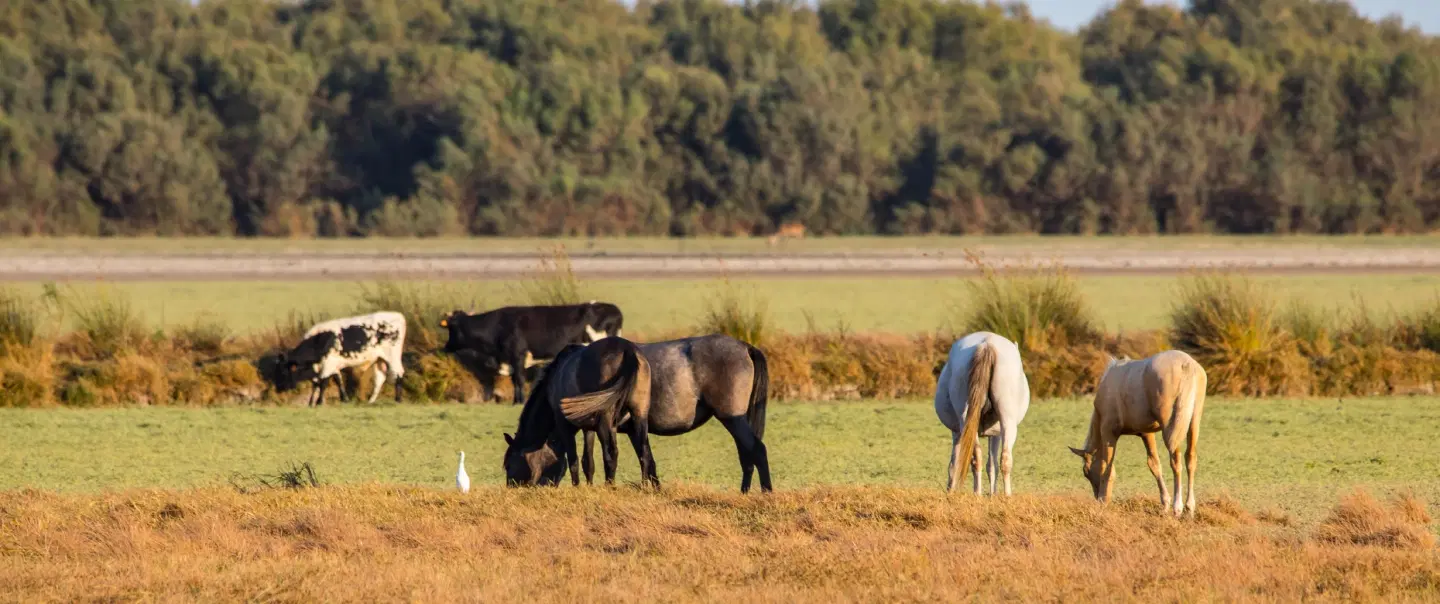 Day Trip from Seville to a historic bull ranch with Toro Bravo heritage, cultural insights, stories.
