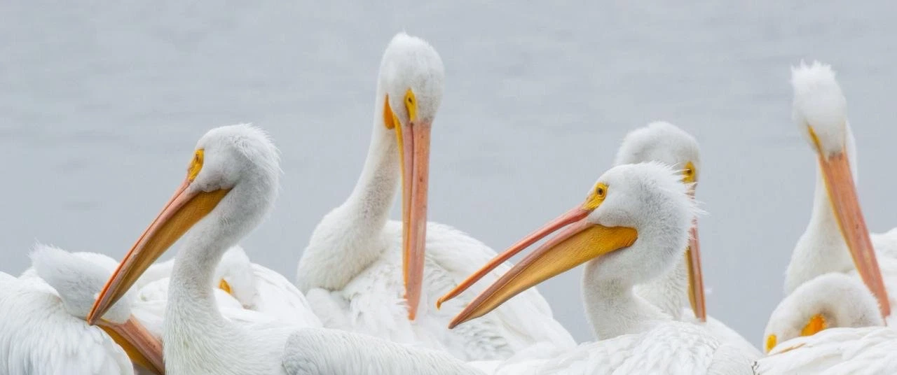 Wildlife Excursion near Mexico City: Dawn canoe & birding through Xochimilco canals and chinampas.
