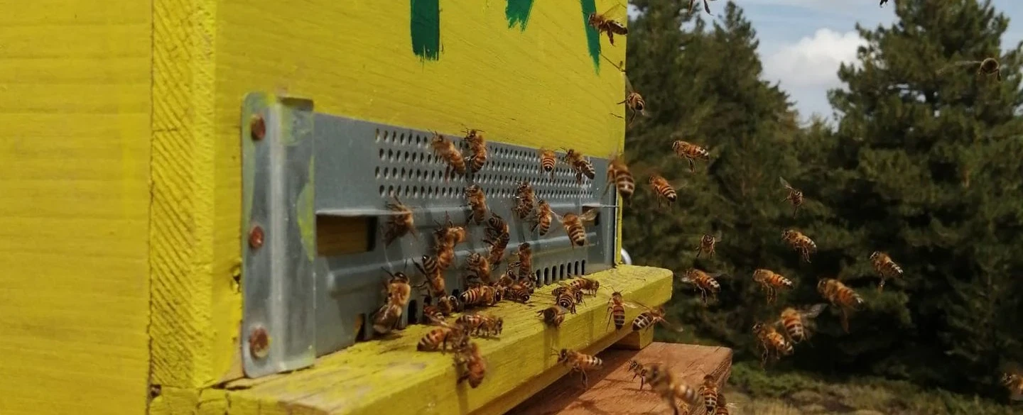 Beekeeping Experience on Mount Etna, Sicily, sustainable with honey tasting, an hour from Taormina.