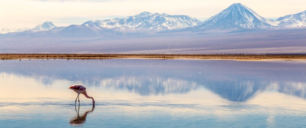 Photography Tour of the Chilean Altiplano, Atacama Desert: flamingos, salt flats, and volcanoes.