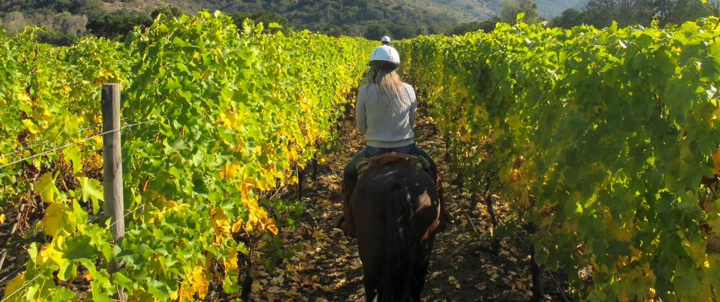 Wine Tasting in a château near Bordeaux with horse riding, cellar visit, and picnic among the vines.