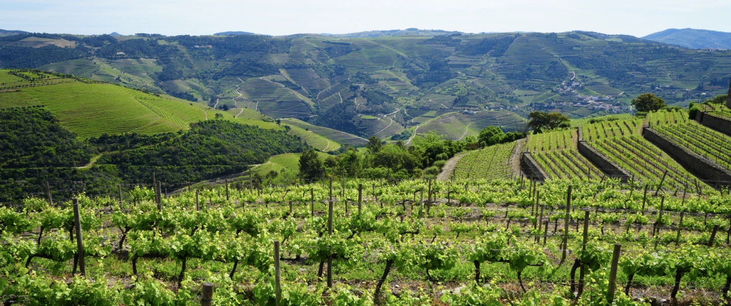 Day Trip in Douro Valley: Ride electric vintage van, taste wines & olive oil, cruise by Rabelo boat.