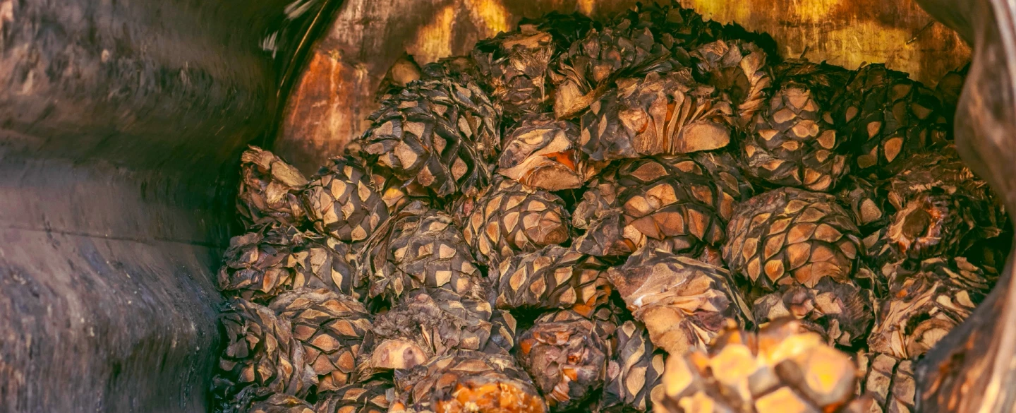Tequila Day Tour from Guadalajara: Lowlands agave fields, artisanal distilleries, premium tastings.