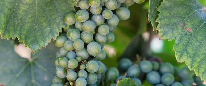 A day trip from Madrid to Rueda in Valladolid: vineyard walk with winemaker, tasting, lechazo lunch.