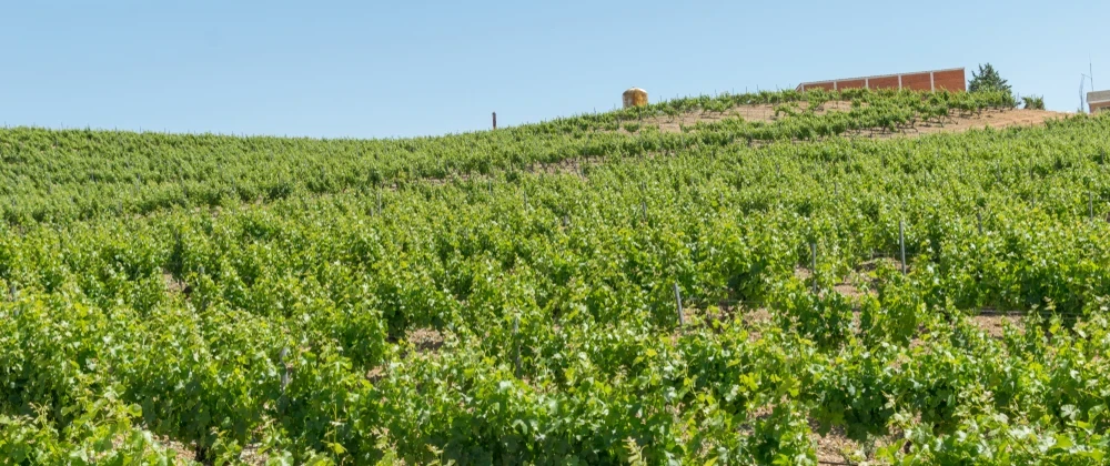A day trip from Madrid to Rueda in Valladolid: vineyard walk with winemaker, tasting, lechazo lunch.