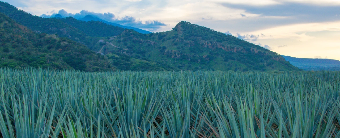 Tequila Day Tour from Guadalajara: Lowlands agave fields, artisanal distilleries, premium tastings.