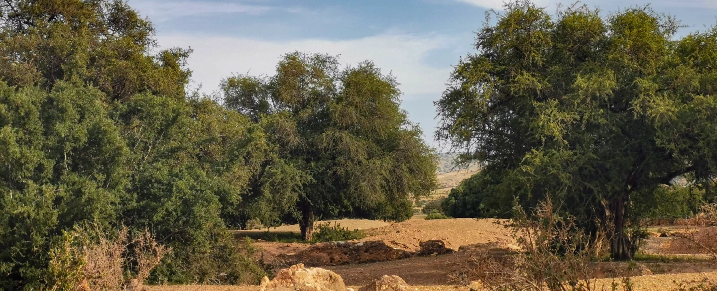 Day Trip from Essaouira: Walk argan groves, explore sugar mill ruins and make oil with Berber women.