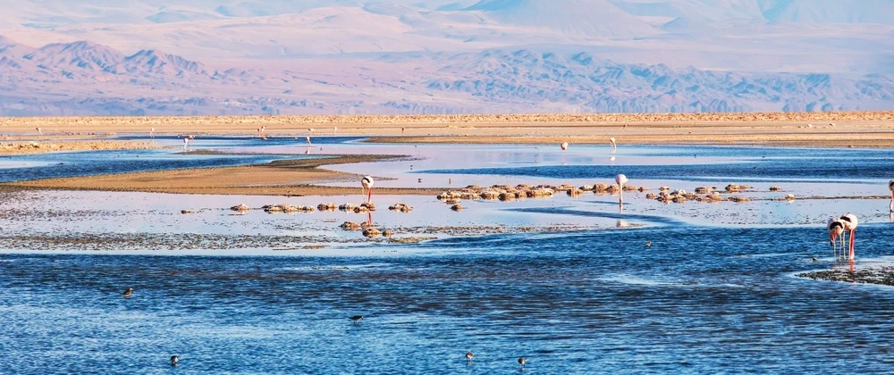 Salar de Atacama & Toconao Tour from San Pedro: Chaxa flamingos, high-altitude wine and llama walk.