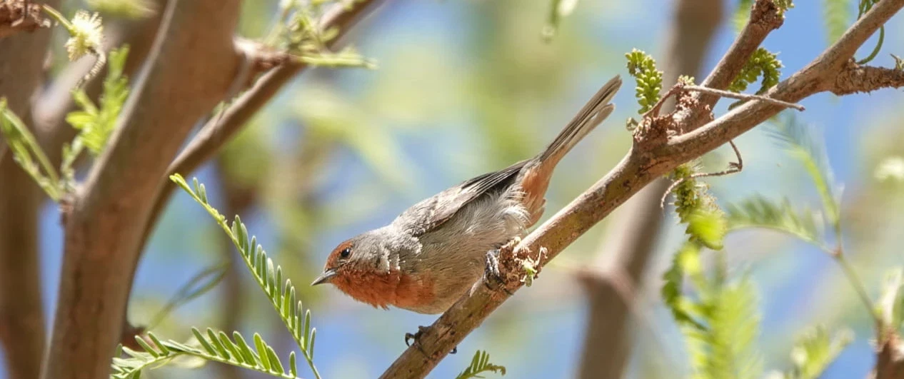 Bird Watching Tour from San Pedro: flamingos in Atacama Salt Flat and oasis birds in Jere Canyon.