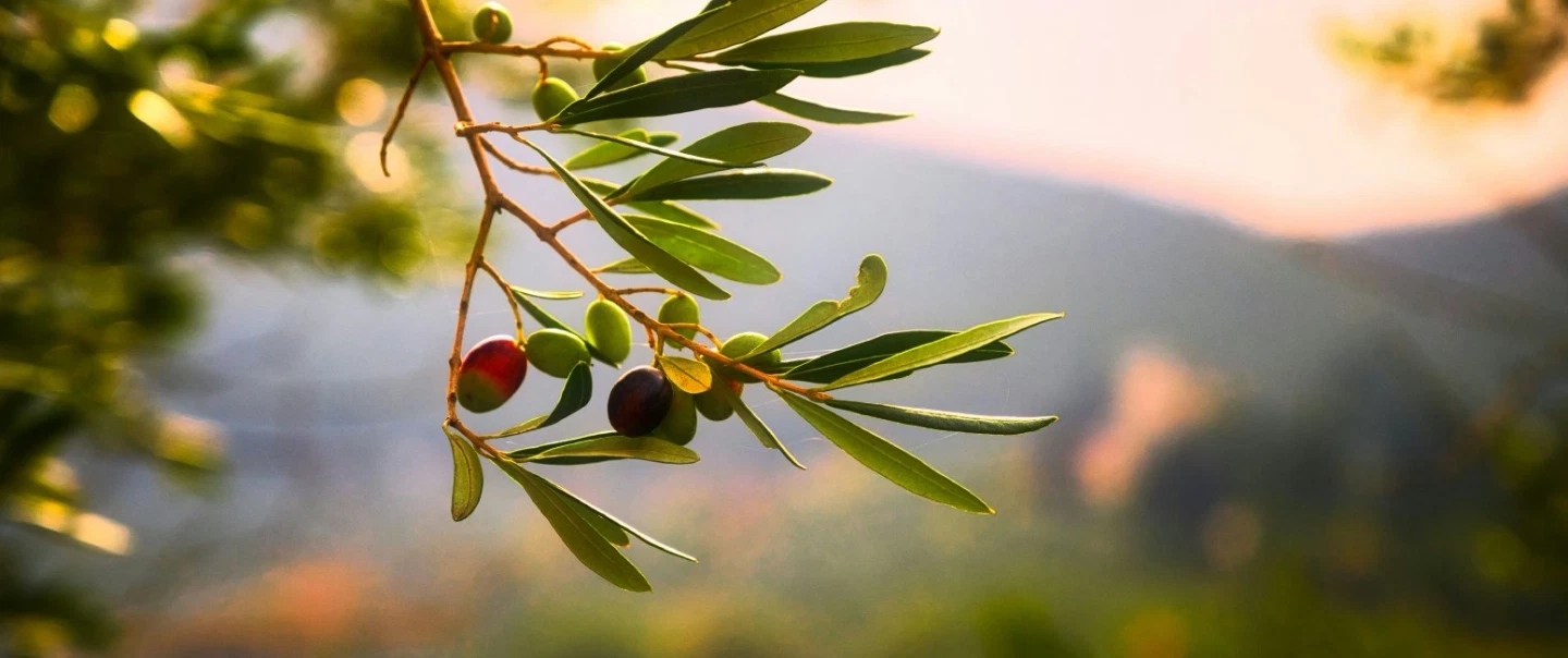 Walking Tour in Syracuse, Sicily, exploring Ortigia’s streets, a food market and an olive oil farm.