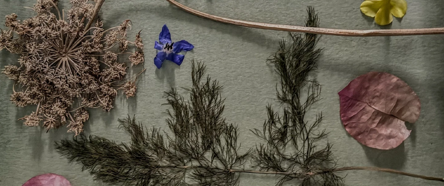 Walking Tour and Cyanotype Workshop with a botanist in Cuglieri, Sardinia, not far from Alghero.