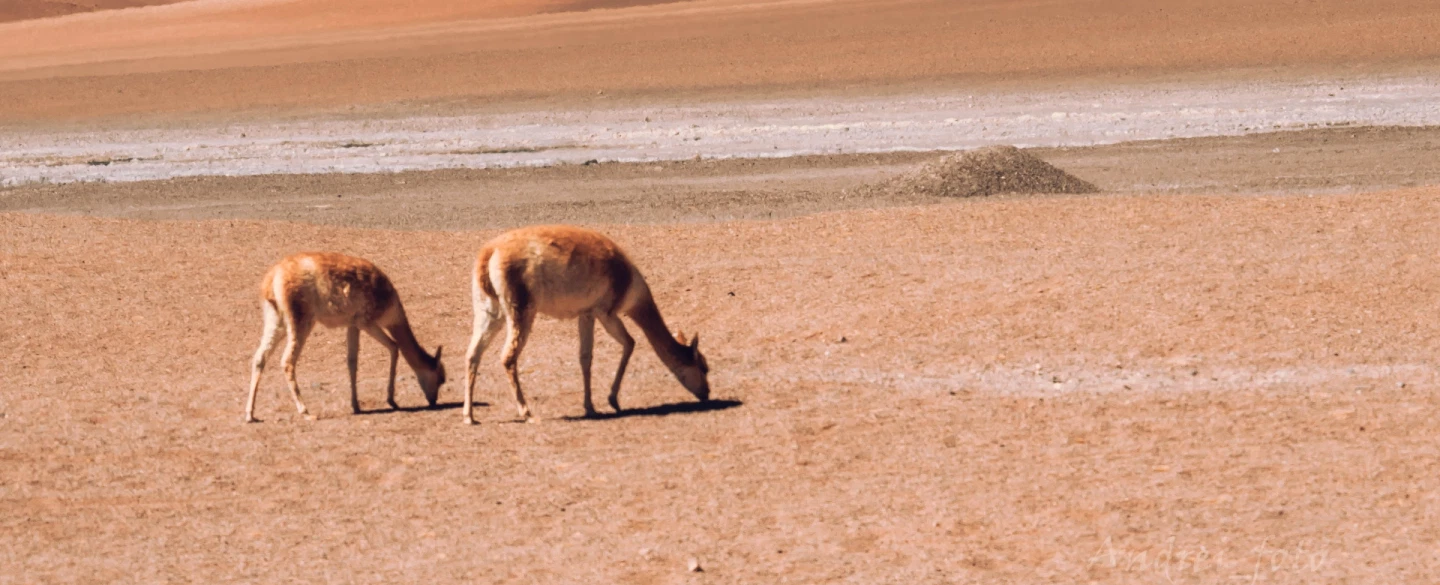 Photography Tour of the Chilean Altiplano, Atacama Desert: flamingos, salt flats, and volcanoes.