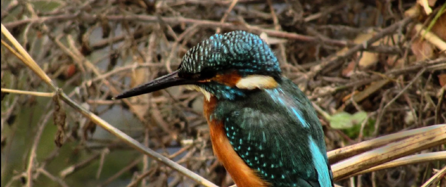 Birdwatching Tour in a rural Area of Loulé, Algarve, where you can spot different species of birds.