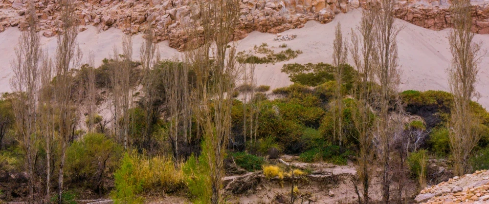 Salar de Atacama & Toconao Tour from San Pedro: Chaxa flamingos, high-altitude wine and llama walk.