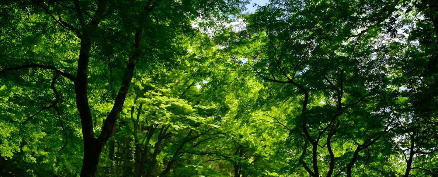 Day in Yamanaka Onsen's Bashō gorge near Kanazawa: haiku, forest bathing, lacquerware tea ceremony.