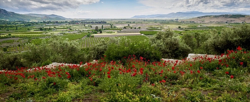 Wine Tour from Kuşadası or İzmir: Tastings & vineyard walk in boutique estates in Selçuk & Torbalı.
