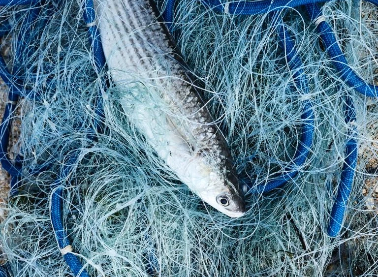 Boat Tour from Burano near Venice: Forage with a fisherman and explore lagoon wildlife and heritage.