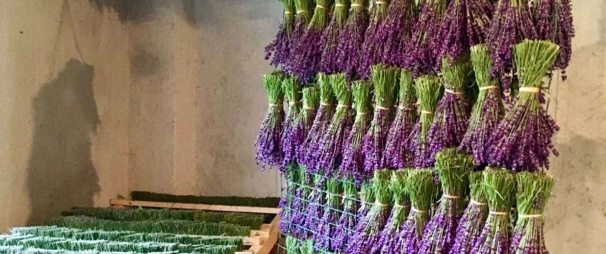 Day Trip to Trieste’s Karst region: taste local wines/cheeses and visit a lavender farm in Slovenia.