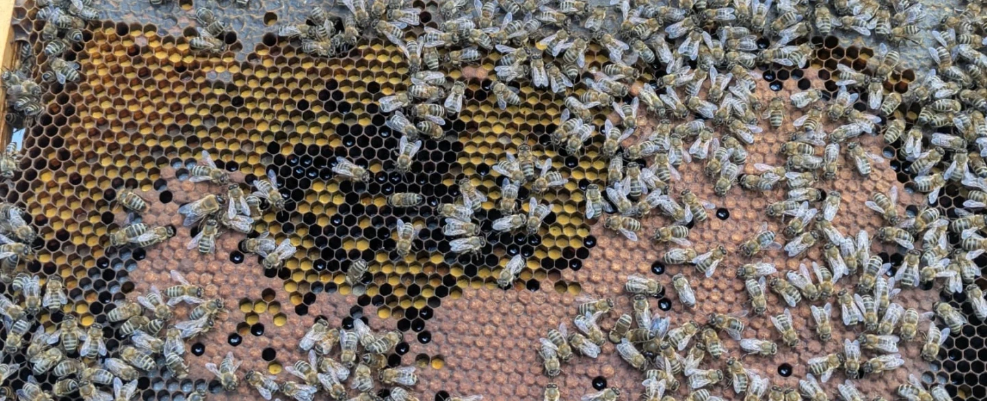 Beekeeping Experience on Mount Etna, Sicily, sustainable with honey tasting, an hour from Taormina.