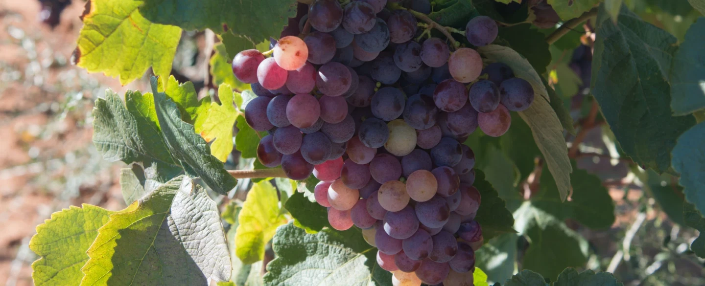 Algarve Rural Tour with cork factory visit, regional wine tasting and vineyard picnic near Faro.