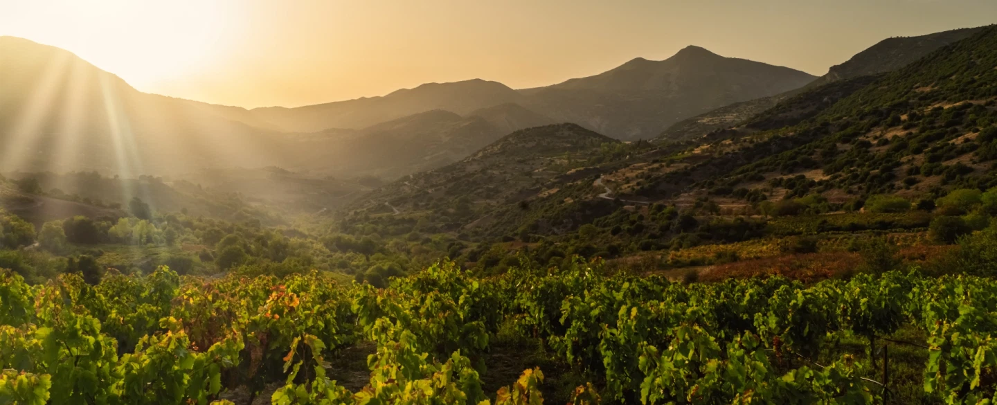 Day Trip to ancient Nemea from Athens or Nafplio, with ruins, wine tasting and local lunch.