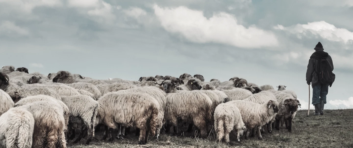 Farm Tour near Trieste, walking with sheep, engaging in shepherd traditions & tasting fresh produce.