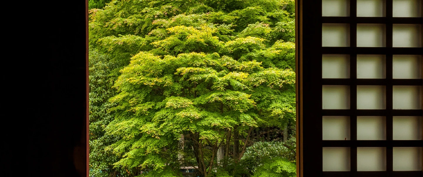 Guided walk on Kyoto's Mt. Hiei — Enryaku-ji, cradle of Japanese Buddhism, English-speaking guide.