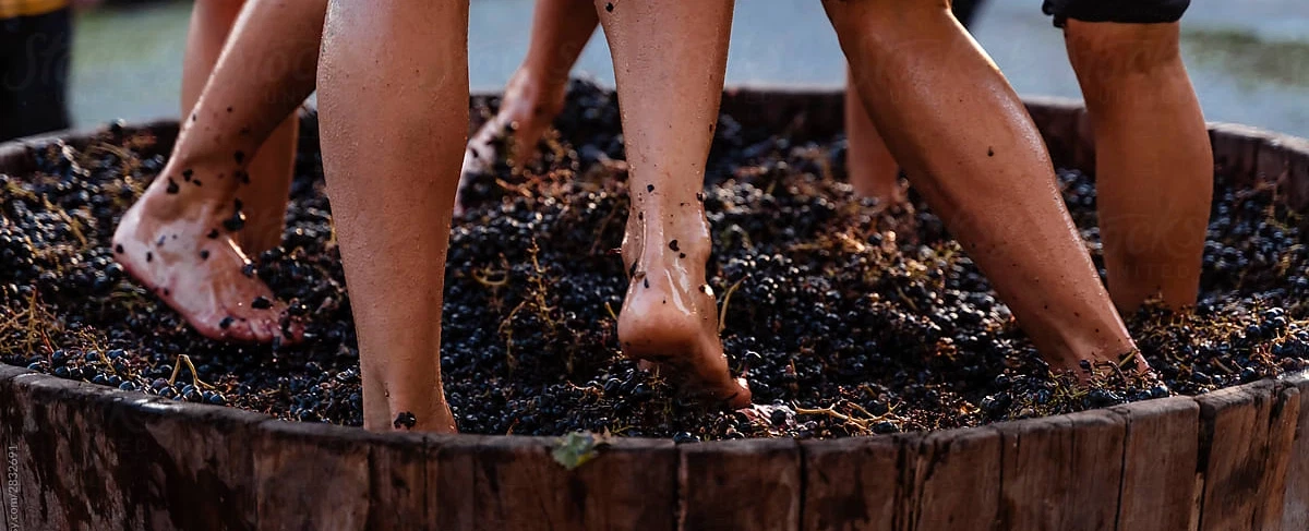 Wine Harvest Tour in Douro Valley: Pick grapes, stomp barefoot in stone lagar, lunch & river cruise.