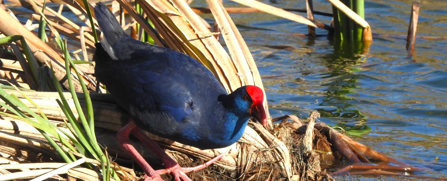 Birdwatching Tour in Ria Formosa and Castro Marim, wetlands of Eastern Algarve, with a naturalist. 