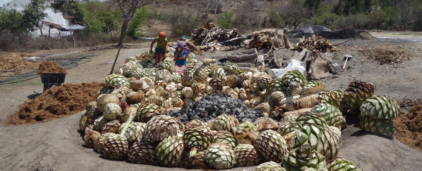 Mezcal Day Tour from Oaxaca to ancestral artisanal Zapotec mezcal distilleries with mezcal experts.