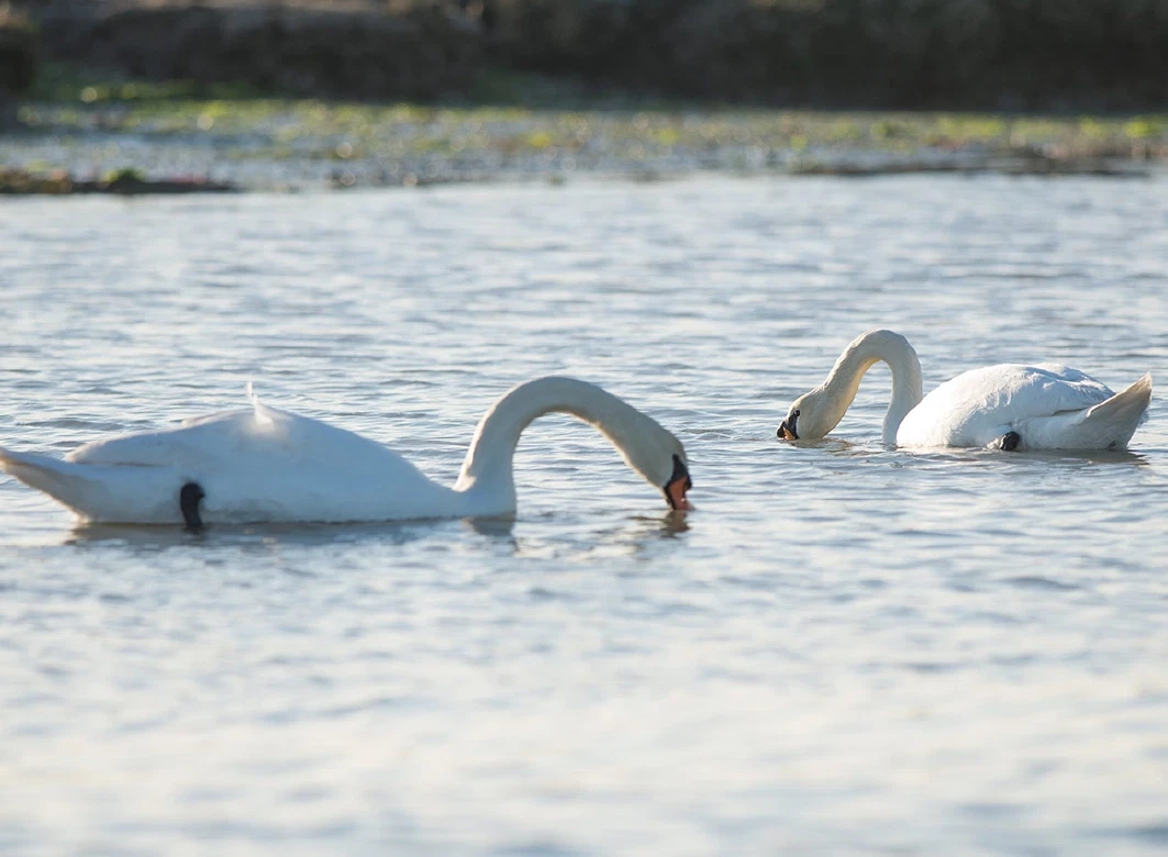 Boat Tour from Burano near Venice: Forage with a fisherman and explore lagoon wildlife and heritage.