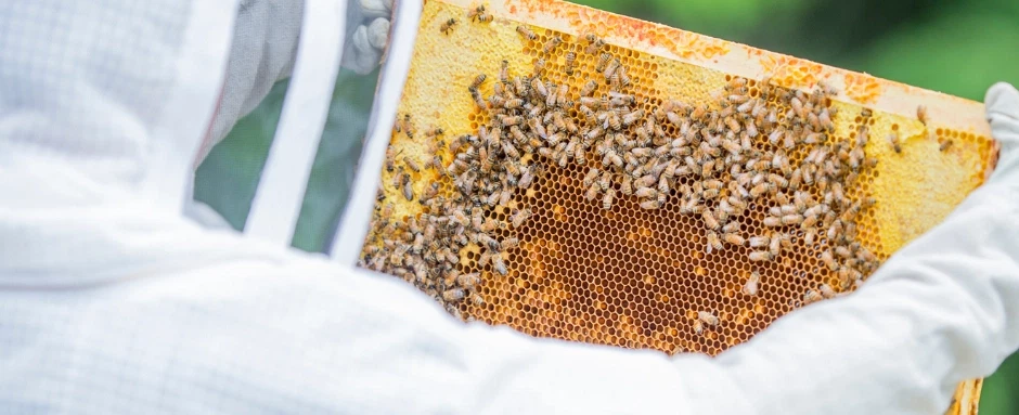Farm Experience in Argolida from Nafplio, with beekeeper visit and organic honey tasting.