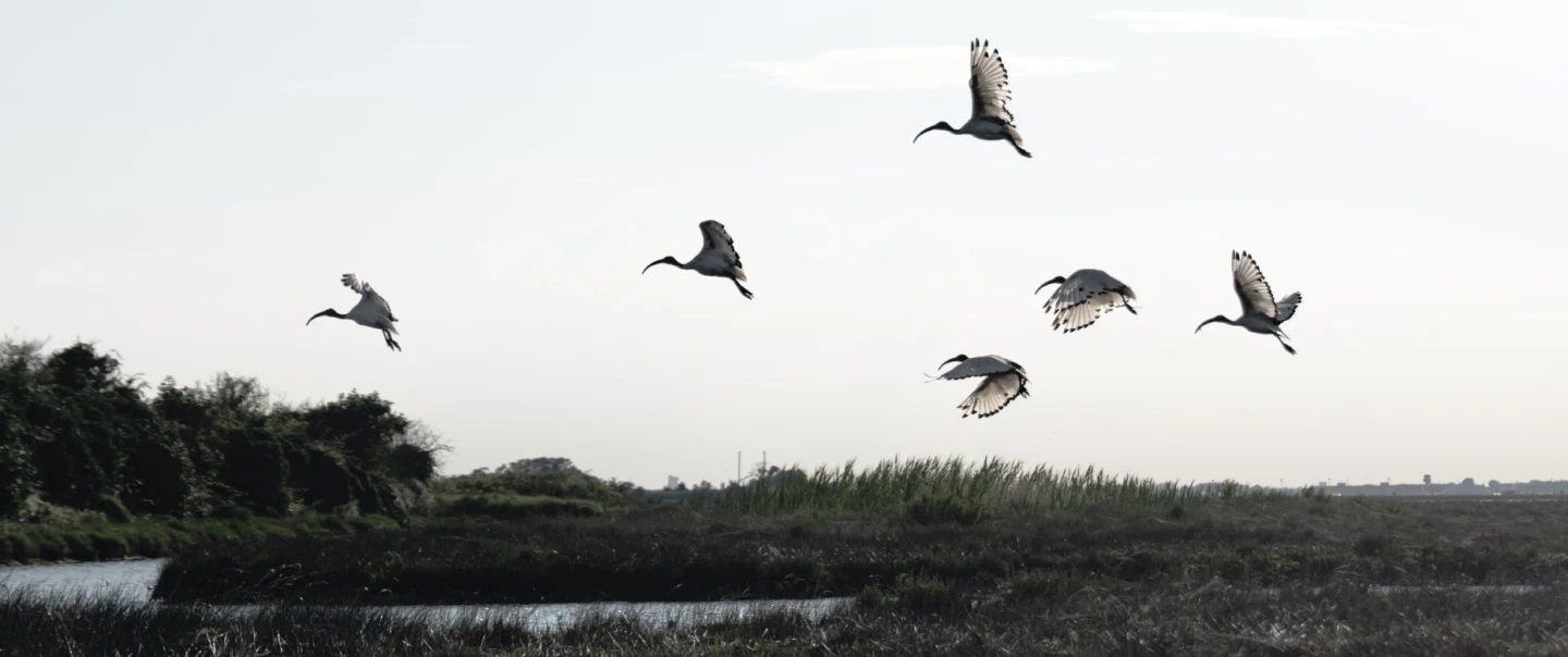 Boat Tour from Burano near Venice: Forage with a fisherman and explore lagoon wildlife and heritage.