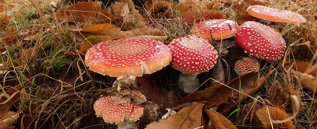 Biodiversity and Landscape Photography Tour in Montesinho, near Bragança, 2 hours from Porto.