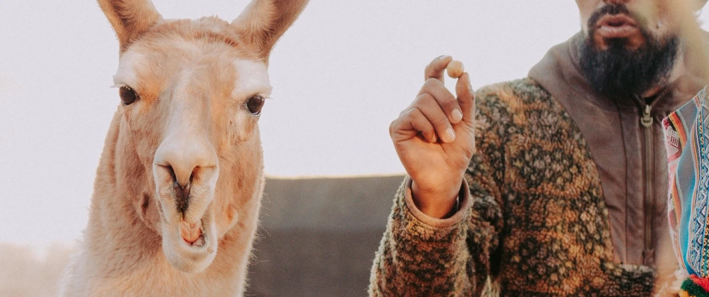 Indigenous Culture Tour from San Pedro de Atacama: llama herding, crafts, Tulor Archaeological Site.