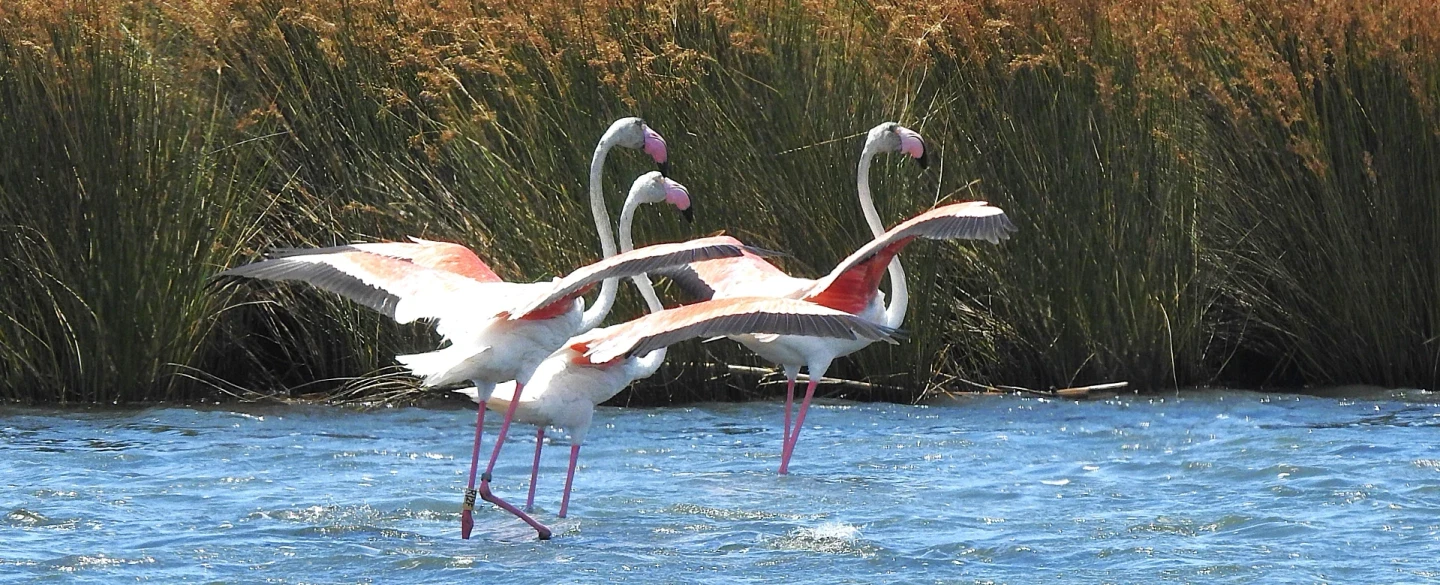 Birdwatching Tour in Ria Formosa and Castro Marim, wetlands of Eastern Algarve, with a naturalist. 