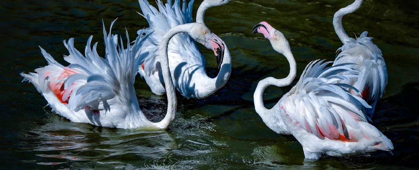 Day Trip in Provence visiting Arles, the Camargue wetlands, flamingos, and Saintes-Maries-de-la-Mer.