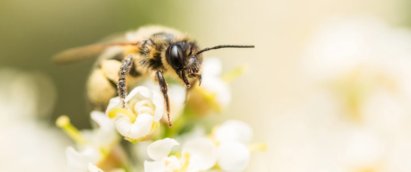 Douro Valley Tour with beekeeper featuring honey tasting, vineyard lunch, viewpoint and solar boat.