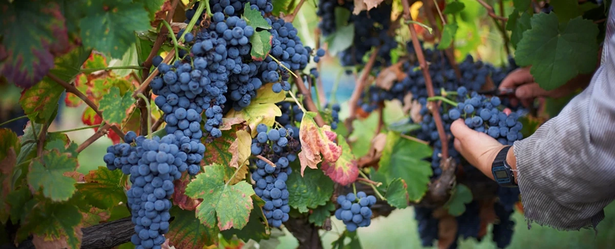 Wine Harvest Tour in Douro Valley: Pick grapes, stomp barefoot in stone lagar, lunch & river cruise.