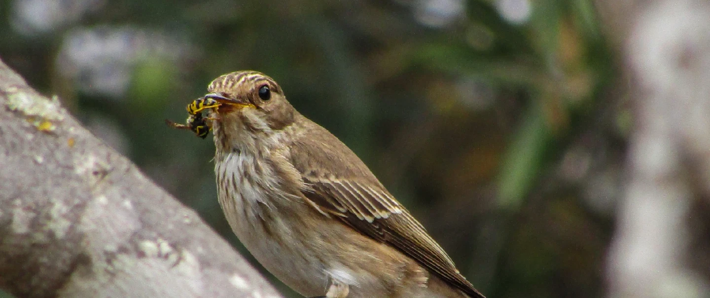 Birdwatching Tour in a rural Area of Loulé, Algarve, where you can spot different species of birds.