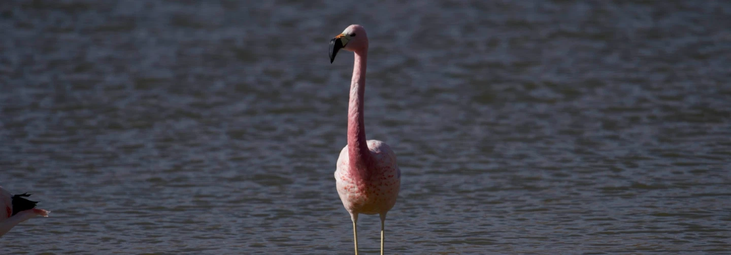 4-day Photo Safari of lagoons, canyons, geyser, wildlife in Atacama Desert from San Pedro de Atacama