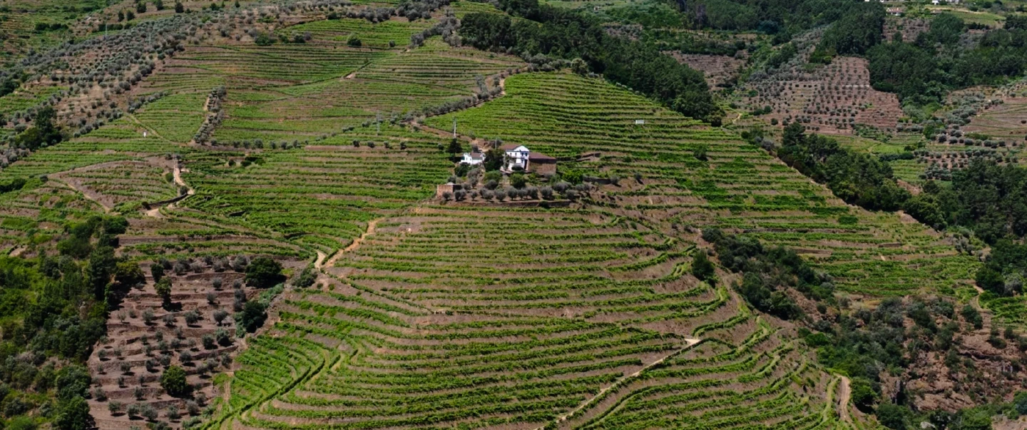 Day Trip in Douro Valley: visit small family-run wineries, lunch with a winemaker and rabelo cruise.