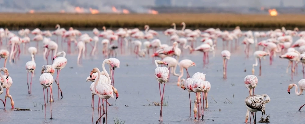 Full-Day Cultural Tour from Seville to Doñana marshlands with rice, crayfish & El Rocío tradition.