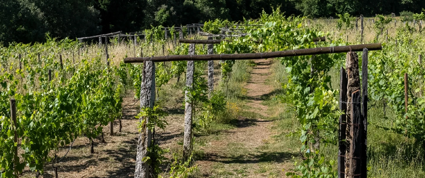 Douro Valley trip: private tour to Casa de Mateus, palace lunch, and wine tasting with oenologist.